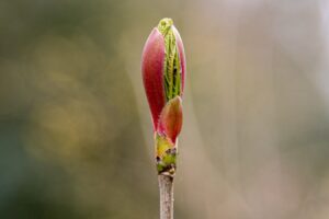 De lente is onderweg