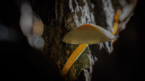 Paddenstoelen en Plonzen