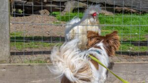 Wandeling NL - DE
