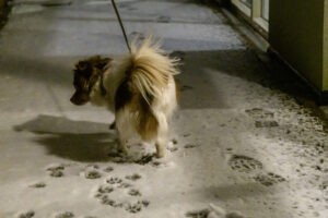 002-2025-01-05 1mm sneeuw