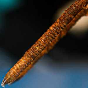 002-2025-04-09 Abstract Loosduinen