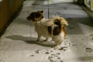 003-2025-01-05 1mm sneeuw