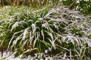 004-2025-01-05 1mm sneeuw