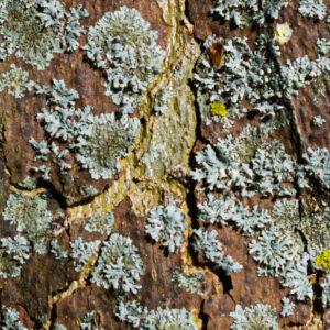005-2025-04-09 Abstract Loosduinen