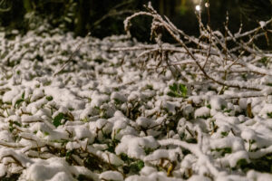 011-2025-01-05 1mm sneeuw