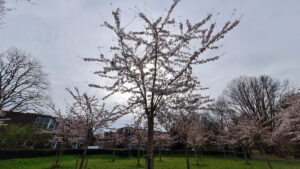 066-2025-03-31 Diverse maart