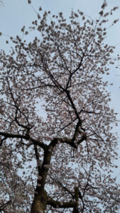 068-2025-03-31 Diverse maart