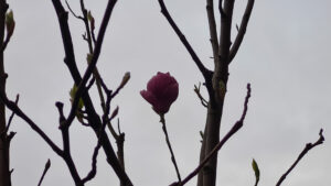 086-2025-03-31 Diverse maart