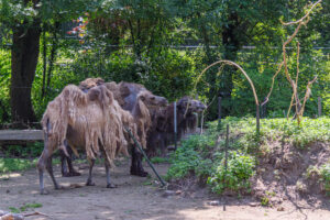 126-2025-06-12 Kasteeltuin Born