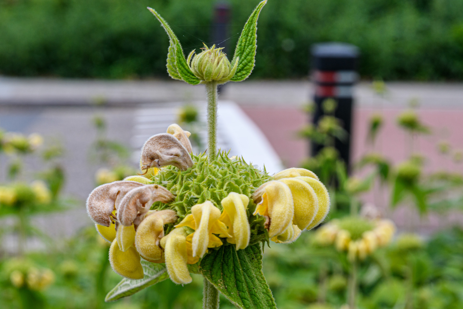 Bloemetje