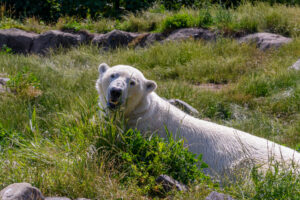 003-2025-06-20 Blijdorp