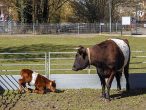 014-2025-03-16 52 weken wijnglas