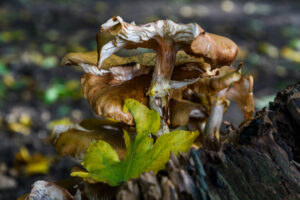 006-2024-10-27 Paddenstoelen in het Elsenburgerbos