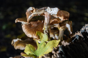 007-2024-10-27 Paddenstoelen in het Elsenburgerbos