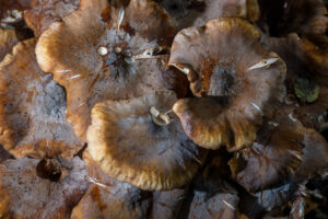 008-2024-10-27 Paddenstoelen in het Elsenburgerbos