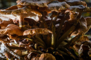 010-2024-10-27 Paddenstoelen in het Elsenburgerbos