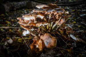 011-2024-10-27 Paddenstoelen in het Elsenburgerbos