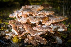 012-2024-10-27 Paddenstoelen in het Elsenburgerbos