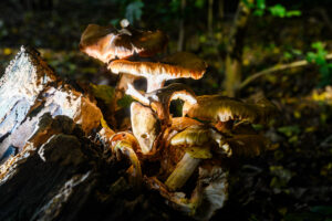 014-2024-10-27 Paddenstoelen in het Elsenburgerbos
