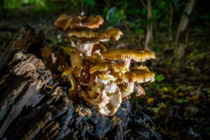 015-2024-10-27 Paddenstoelen in het Elsenburgerbos