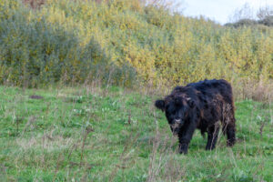 017-2024-11-17 Landtong