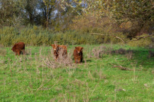 018-2024-11-17 Landtong