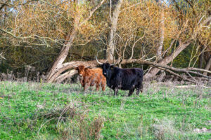 023-2024-11-17 Landtong