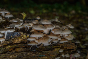 026-2024-10-27 Paddenstoelen in het Elsenburgerbos