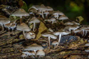 028-2024-10-27 Paddenstoelen in het Elsenburgerbos
