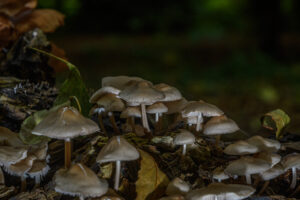029-2024-10-27 Paddenstoelen in het Elsenburgerbos