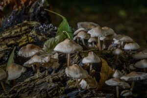 030-2024-10-27 Paddenstoelen in het Elsenburgerbos