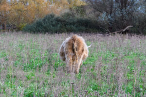 030-2024-11-17 Landtong