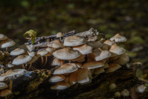 031-2024-10-27 Paddenstoelen in het Elsenburgerbos