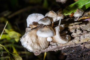032-2024-10-27 Paddenstoelen in het Elsenburgerbos