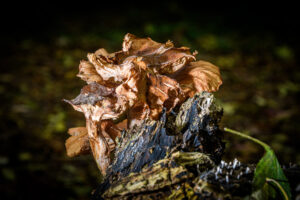 033-2024-10-27 Paddenstoelen in het Elsenburgerbos