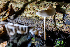 034-2024-10-27 Paddenstoelen in het Elsenburgerbos
