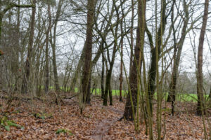 036-2024-01-03 Boswandelen