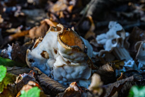 052-2024-10-27 Paddenstoelen in het Elsenburgerbos