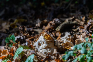 053-2024-10-27 Paddenstoelen in het Elsenburgerbos