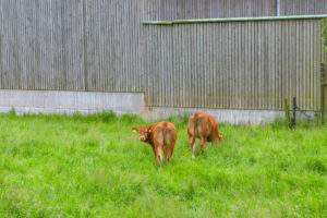 241-2024-05-25 Dag 5 Een flinke wandeling