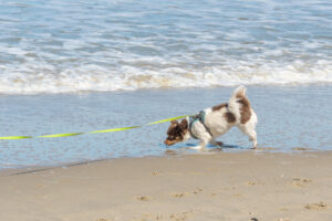 021-2023-04-30 Strand