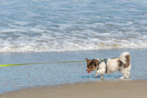 022-2023-04-30 Strand