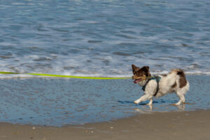 023-2023-04-30 Strand