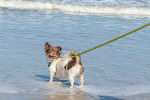 024-2023-04-30 Strand