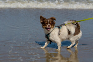 025-2023-04-30 Strand