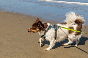 027-2023-04-30 Strand