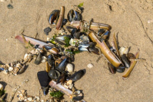 028-2023-04-30 Strand