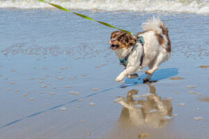 031-2023-04-30 Strand
