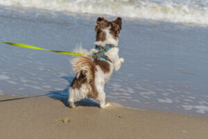 033-2023-04-30 Strand