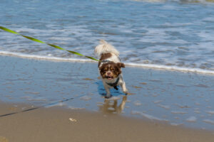 034-2023-04-30 Strand